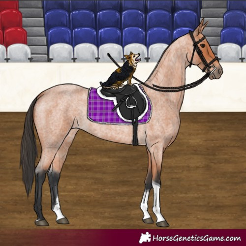 Horse Color:Bay Roan Tobiano