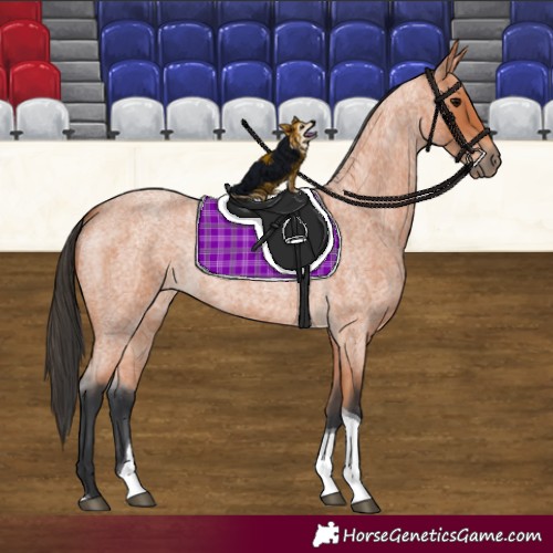 Horse Color:Bay Roan Tobiano