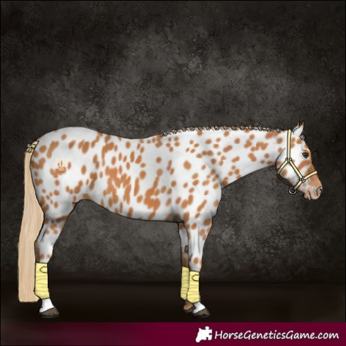 Horse Color:Chestnut Appaloosa 