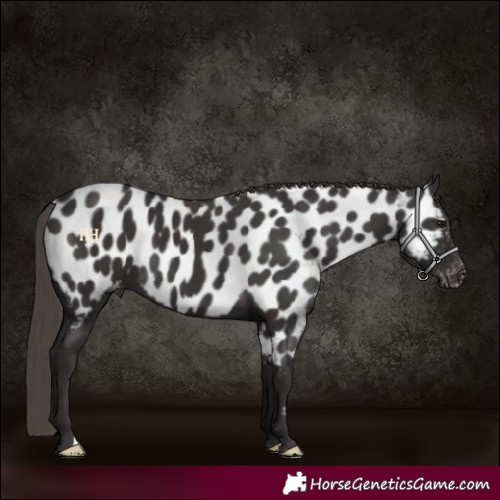 Horse Color:Smoky Black Appaloosa 