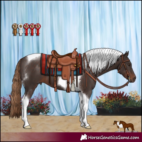 Horse Color:Liver Chestnut Tobiano 