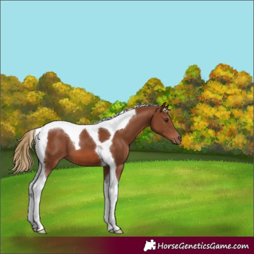 Horse Color:Chestnut Tobiano 