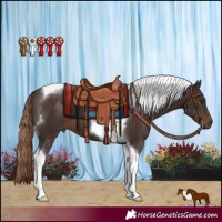 Horse Color:Liver Chestnut Tobiano