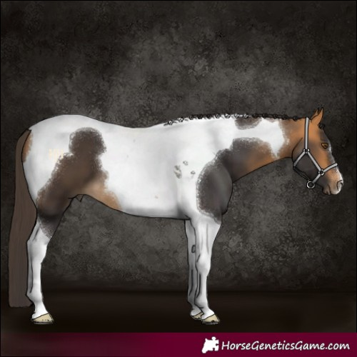 Horse Color:Buckskin Tobiano