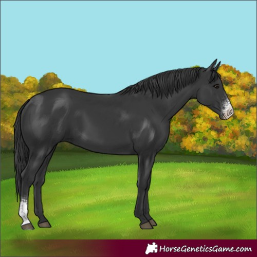 Horse Color:Black Sabino Rabicano