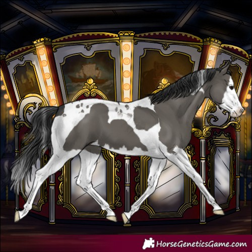 Horse Color:Grullo Splash Tobiano