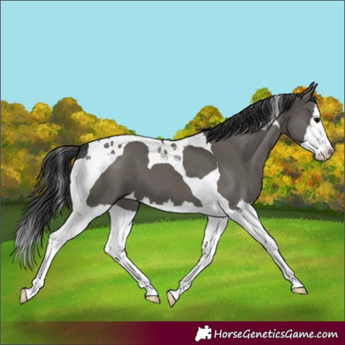 Horse Color:Grullo Splash Tobiano