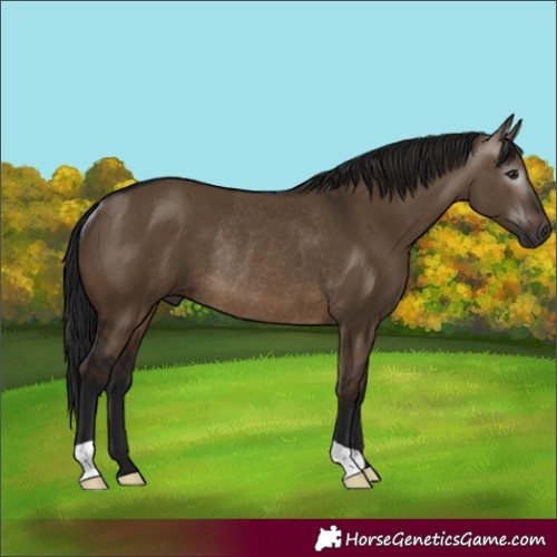 Horse Color:Gray Brown Dun Rabicano 