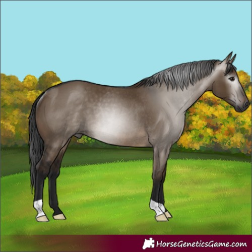 Horse Color:Gray Brown Dun Rabicano