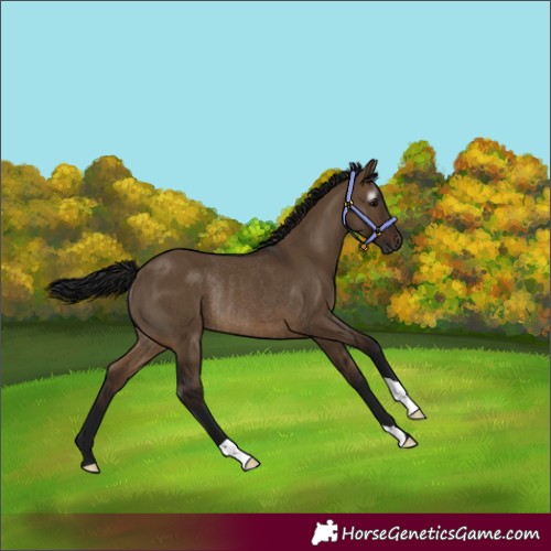Horse Color:Gray Brown Dun Rabicano 