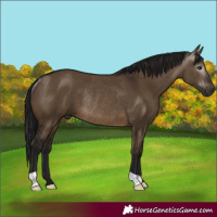 Horse Color:Gray Brown Dun Rabicano 