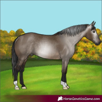 Horse Color:Gray Brown Dun Rabicano