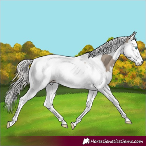 Horse Color:Silver Grullo Splash Tobiano