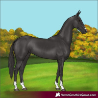 Horse Color:Smoky Black 