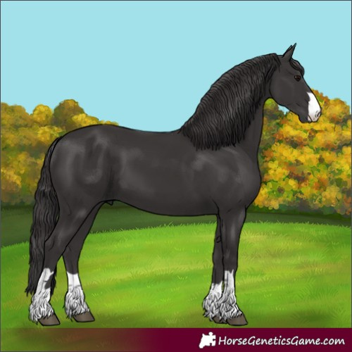 Horse Color:Smoky Black 