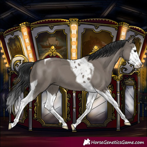 Horse Color:Grullo Splash Tobiano 