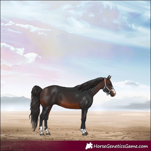 Horse Color:Brown 
