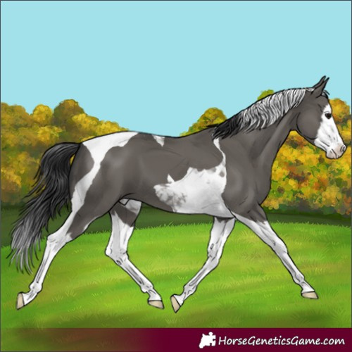 Horse Color:Grullo Splash Tobiano 