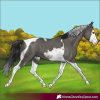 Horse Color:Grullo Splash Tobiano 
