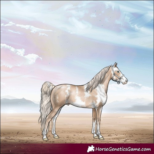 Horse Color:Chocolate Palomino Pearl Sabino 