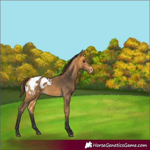 Horse Color:Buckskin Appaloosa 