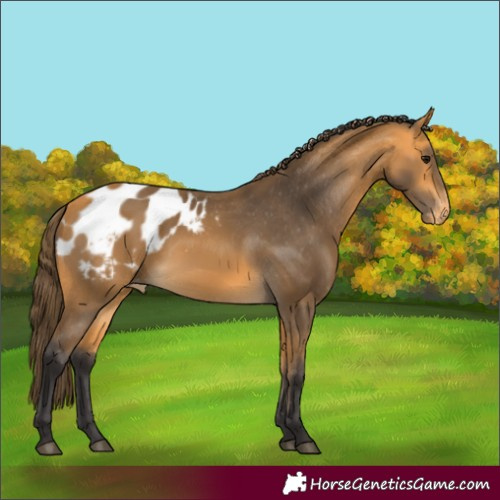 Horse Color:Buckskin Appaloosa 