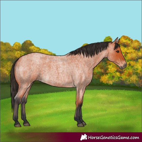 Horse Color:Bay Roan 