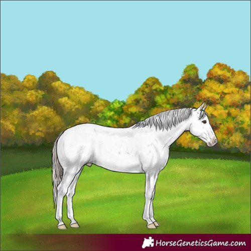 Horse Color:Liver Chestnut Sabino Appaloosa Rabicano