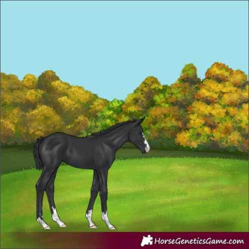 Horse Color:Black 