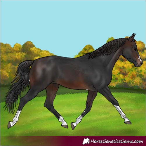 Horse Color:Brown Tobiano 