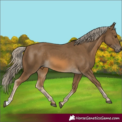 Horse Color:Chocolate Palomino