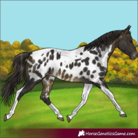 Horse Color:Buckskin Tobiano Appaloosa 