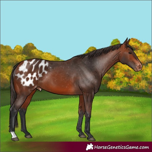 Horse Color:Bay Appaloosa