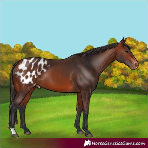 Horse Color:Bay Appaloosa 