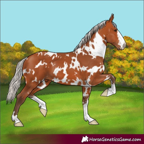 Horse Color:White Spotted Silver Bay 