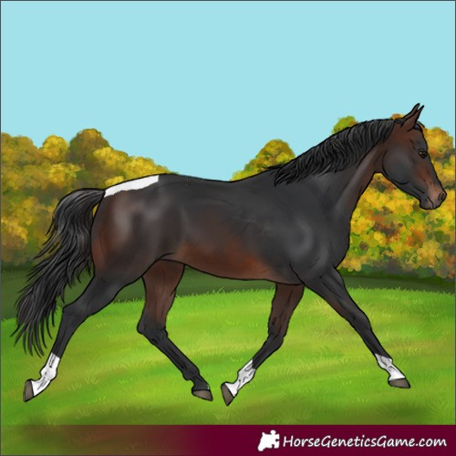 Horse Color:Brown Tobiano