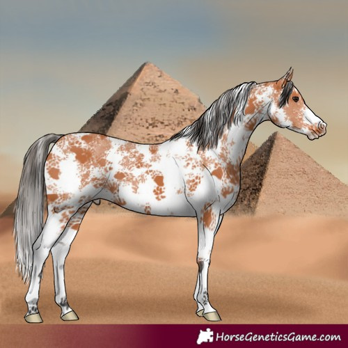 Horse Color:Bay Sabino 