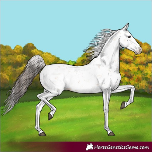 Horse Color:Bay Dun Sabino