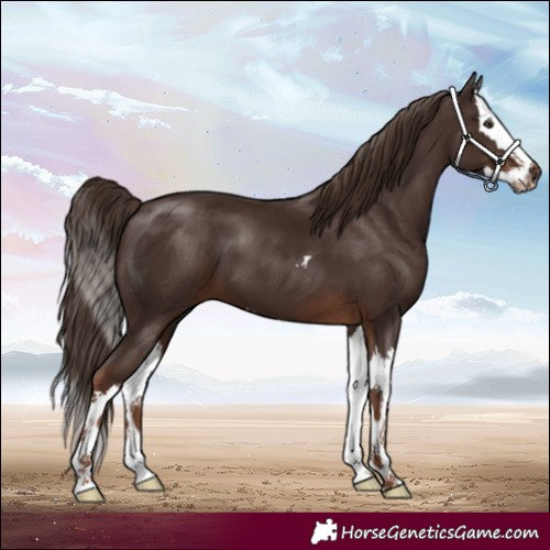 Horse Color:Liver Chestnut Splash 