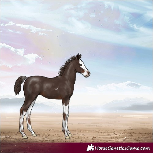 Horse Color:Liver Chestnut Splash 