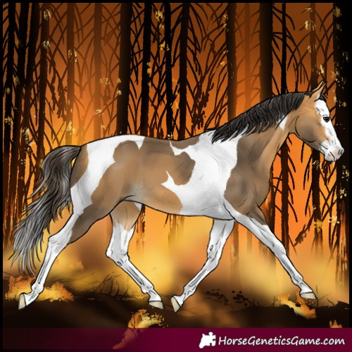 Horse Color:Buckskin Splash Tobiano 