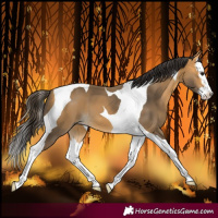 Horse Color:Buckskin Splash Tobiano