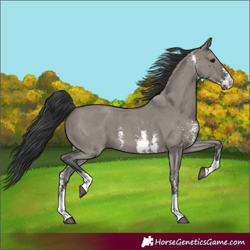 Horse Color:Grullo Sabino