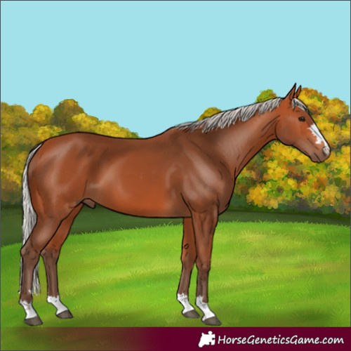 Horse Color:Silver Bay 