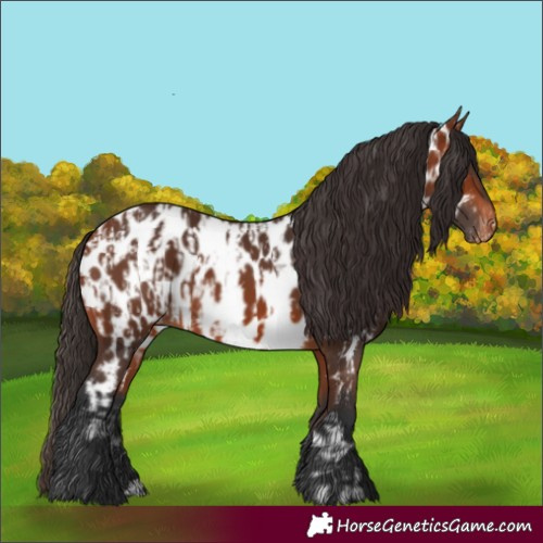 Horse Color:Bay Appaloosa and Bay Appaloosa