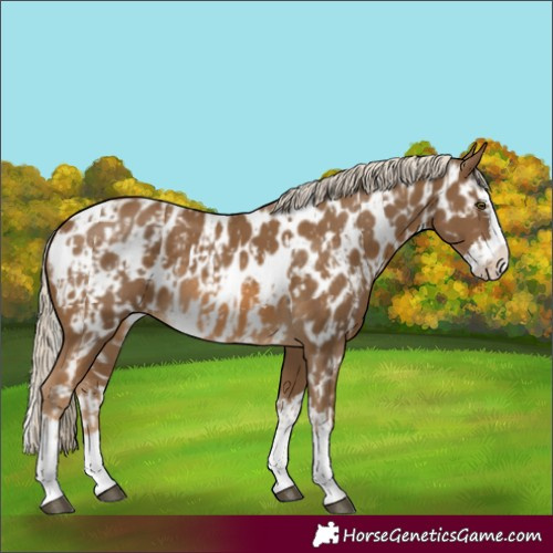 Horse Color:Chocolate Palomino Appaloosa  and Chocolate Palomino Splash Appaloosa 