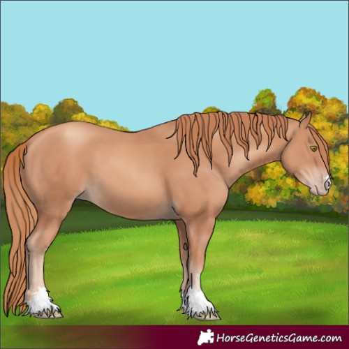 Horse Color:Gold Champagne 