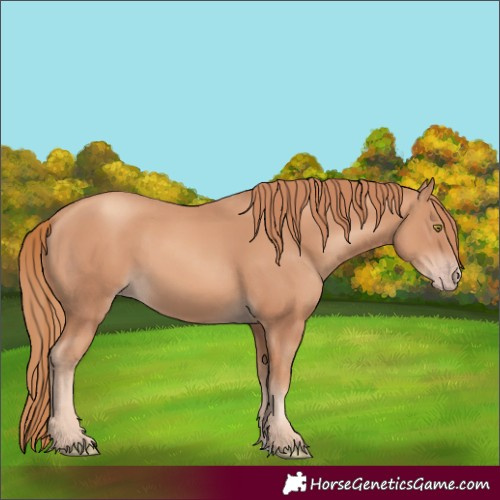 Horse Color:Gold Champagne 