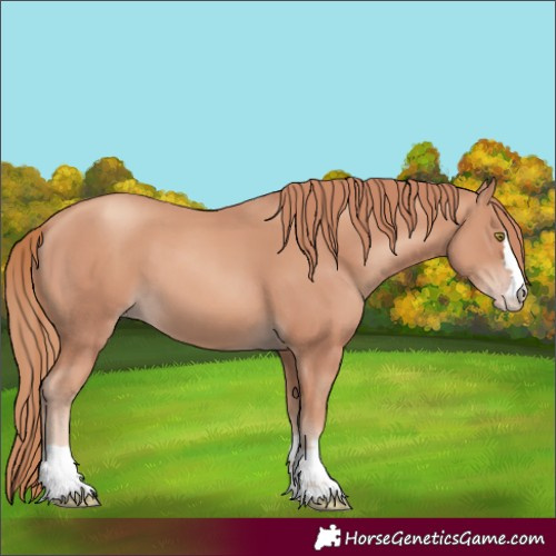 Horse Color:Gold Champagne 