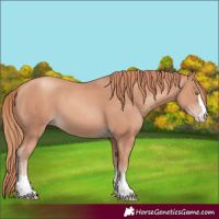 Horse Color:Gold Champagne 